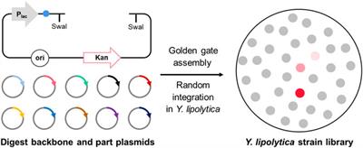 YALIcloneNHEJ: An Efficient Modular Cloning Toolkit for NHEJ Integration of Multigene Pathway and Terpenoid Production in Yarrowia lipolytica